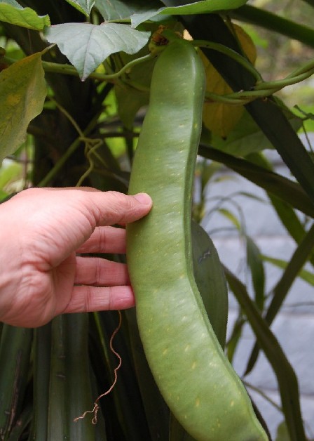 Canavalia ensiformis seed